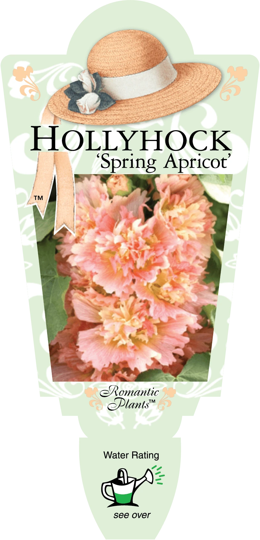 Hollyhock ‘Spring Apricot’ 4″ Pot 5 Hollyhock ‘Spring Apricot’ 4″ Pot - Image 3