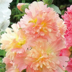 Hollyhock ‘Spring Apricot’ 4″ Pot