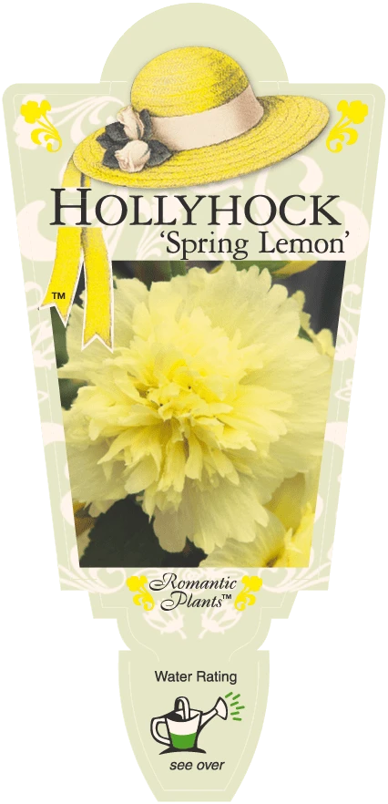Hollyhock ‘Spring Lemon’ 4″ Pot 4 Hollyhock ‘Spring Lemon’ 4″ Pot - Image 2