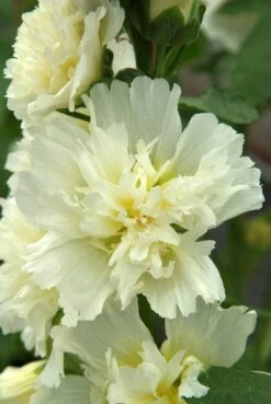 Hollyhock ‘Spring Lemon’ 4″ Pot 10 Hollyhock ‘Spring Lemon’ 4″ Pot -Planters Shop hollyhock spring lemon