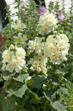 Hollyhock ‘Spring Lemon’ 4″ Pot 9 Hollyhock ‘Spring Lemon’ 4″ Pot -Planters Shop hollyhock spring lemon 4