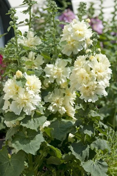 Hollyhock ‘Spring Lemon’ 4″ Pot 5 Hollyhock ‘Spring Lemon’ 4″ Pot - Image 3