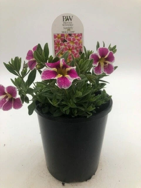 Calibrachoa Superbells® ‘Holy Cow!™’ 6″ Pot 4 Calibrachoa Superbells® ‘Holy Cow!™’ 6″ Pot - Image 2