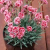 Dianthus ‘Sugar Plum’ 6″ Pot -Planters Shop lbi d sugar plum 028