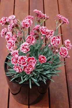 Dianthus ‘Sugar Plum’ 6″ Pot