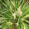 Lomandra ‘Hystrix’ Mat Rush 6″ Pot 2 Lomandra ‘Hystrix’ Mat Rush 6″ Pot -Planters Shop lompa163580