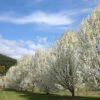 Pyrus ‘Manchurian’ Ornamental Pear 2 Pyrus ‘Manchurian’ Ornamental Pear -Planters Shop manchurian pear