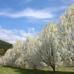 Pyrus ‘Manchurian’ Ornamental Pear