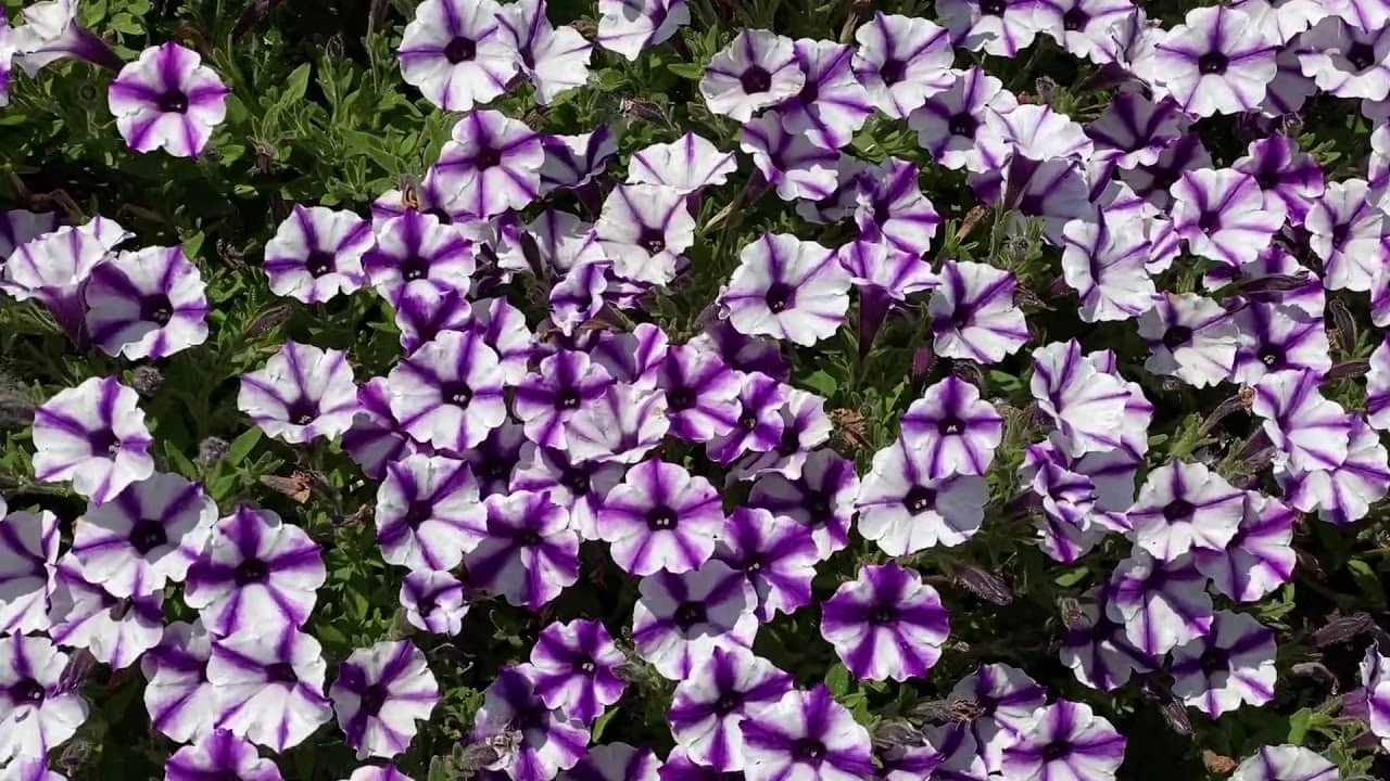 Petunia Supertunia® ‘Violet Charm’ 6″ Pot 3 Petunia Supertunia® ‘Violet Charm’ 6″ Pot