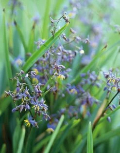 Dianella ‘Mia Mia’ Flax Lily 6″ Pot