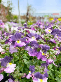 Nemesia Sweet Surprise ‘Purple And White’ 6″ Pot