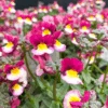 Nemesia Sweet Surprise ‘Raspberry And Yellow’ 6″ Pot 1 Nemesia Sweet Surprise ‘Raspberry And Yellow’ 6″ Pot -Planters Shop nemesia raspberry yellow