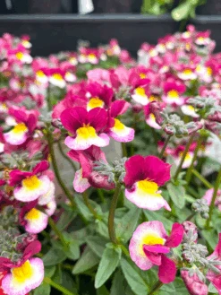 Nemesia Sweet Surprise ‘Raspberry And Yellow’ 6″ Pot