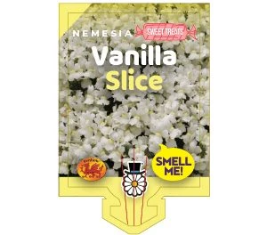 Nemesia ‘Vanilla Slice’ 6″ Pot 4 Nemesia ‘Vanilla Slice’ 6″ Pot - Image 2