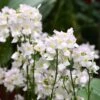Nemesia ‘Vanilla Slice’ 6″ Pot 2 Nemesia ‘Vanilla Slice’ 6″ Pot -Planters Shop nemesia vanilla slice scaled 1