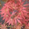 Acer ‘Oshu Shidare’ Japanese Maple 1 Acer ‘Oshu Shidare’ Japanese Maple -Planters Shop oshu shidare maple 1