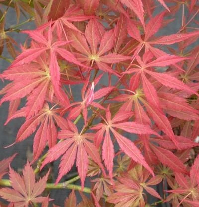 Acer ‘Oshu Shidare’ Japanese Maple 3 Acer ‘Oshu Shidare’ Japanese Maple