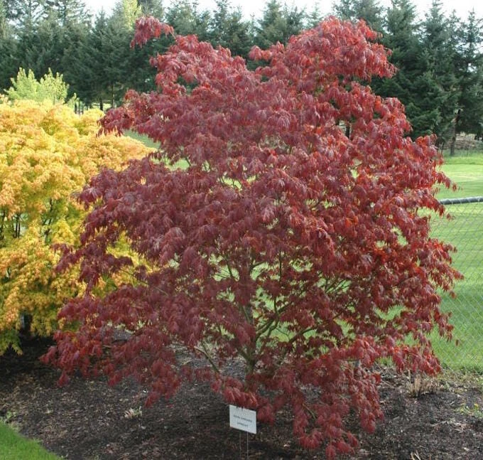Acer ‘Oshu Shidare’ Japanese Maple 4 Acer ‘Oshu Shidare’ Japanese Maple - Image 2