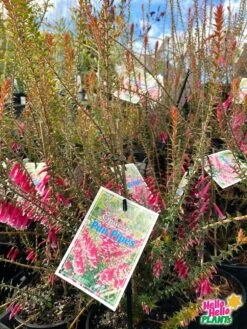 Epacris ‘Pan Pipes’ 6″ Pot -Planters Shop pan pipes hello hello plants