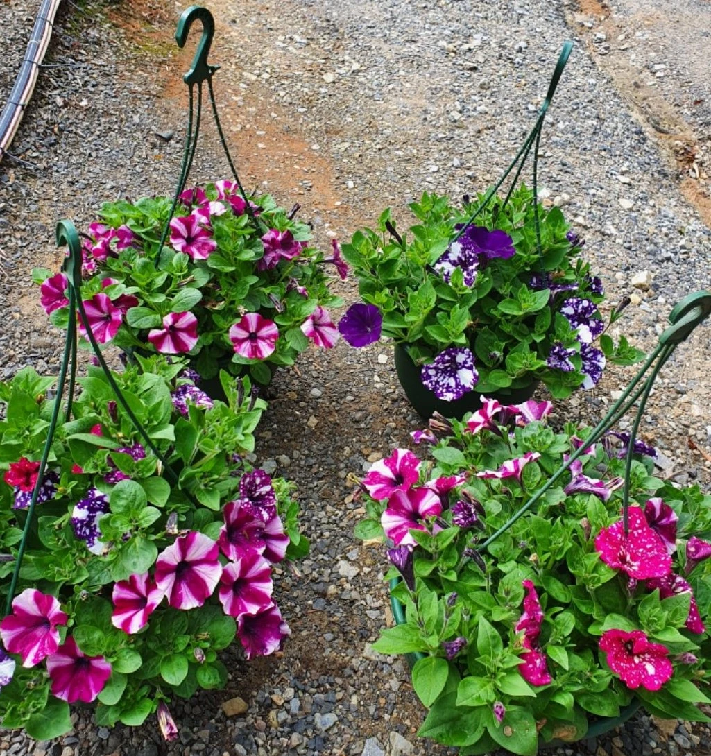 Petunia Assorted Colours 10″ (Hanging Baskets) 4 Petunia Assorted Colours 10″ (Hanging Baskets) - Image 2