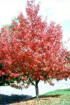 Pyrus ‘Manchurian’ Ornamental Pear -Planters Shop pyrus manchurian autumn