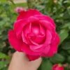 Rose ‘Best Friend’ Bush Form 2 Rose ‘Best Friend’ Bush Form -Planters Shop rosa hybrid tea best friend rose bush scaled 1