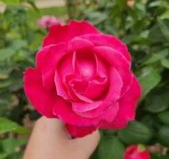 Rose ‘Best Friend’ Bush Form