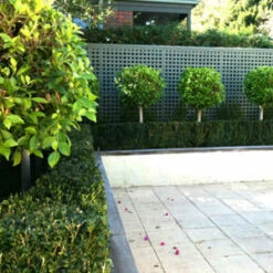 Ficus Hillii ‘Emerald’ 3ft Standard 8″ Pot