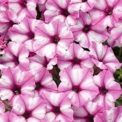 Petunia Supertunia® ‘Pink Star’ 6″ Pot