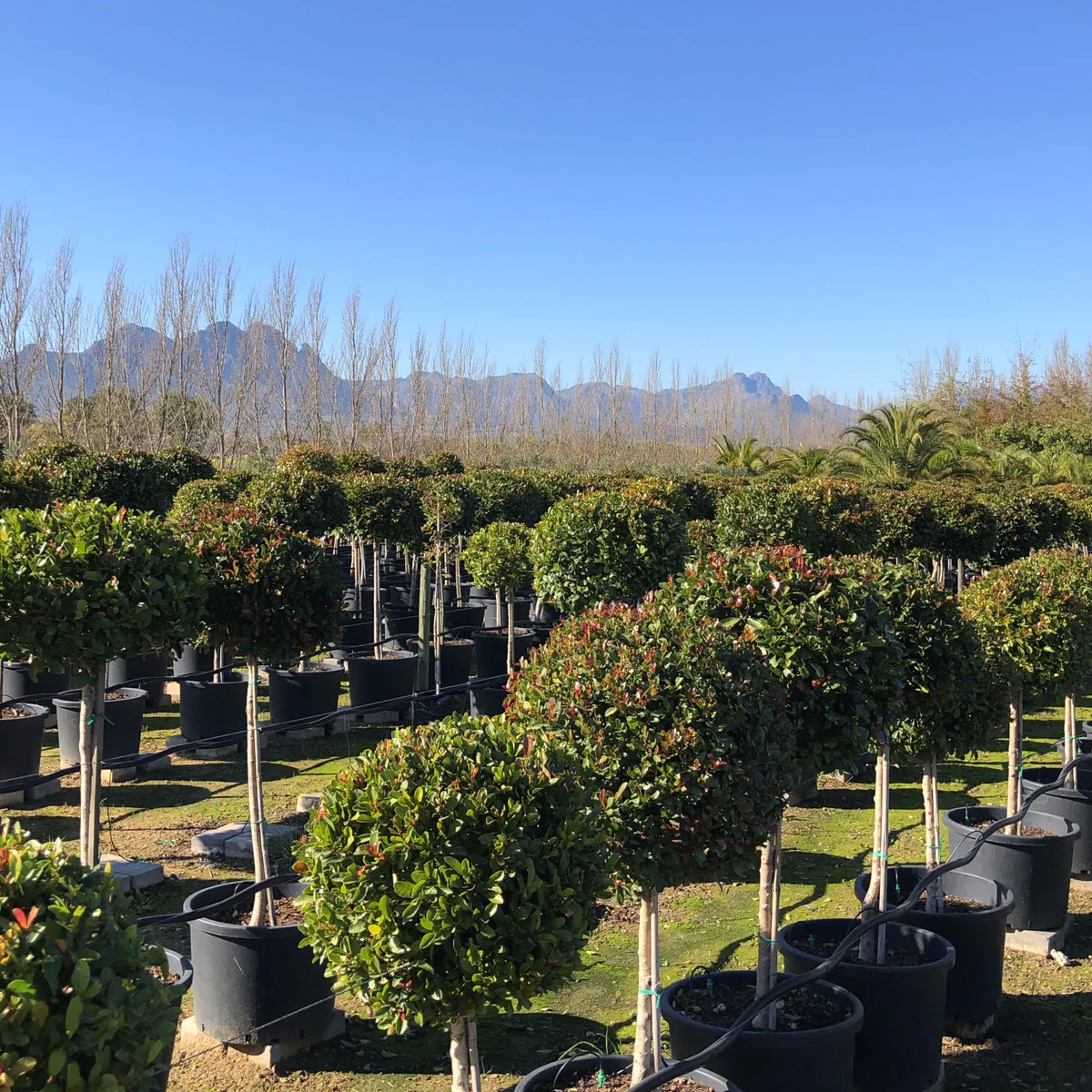 Planters Shop 35 Planters Shop -Planters Shop syzigium paniculatum eugenia standard lollipop topiary onlineshop