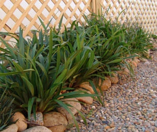 Dianella ‘Cherry Red’ Flax Lily 4 Dianella ‘Cherry Red’ Flax Lily - Image 2