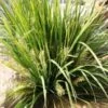 Lomandra ‘Tropical Bell’ 6″ Pot 2 Lomandra ‘Tropical Bell’ 6″ Pot -Planters Shop tropicbelle1