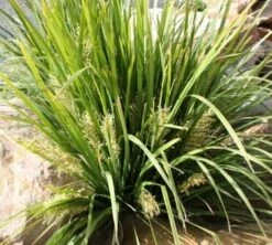 Lomandra ‘Tropical Bell’ 6″ Pot