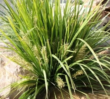Lomandra ‘Tropical Bell’ 6″ Pot 3 Lomandra ‘Tropical Bell’ 6″ Pot