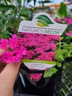 Verbena ‘Vanessa Deep Pink’ 6″ Pot 7 Verbena ‘Vanessa Deep Pink’ 6″ Pot -Planters Shop vanessa pink