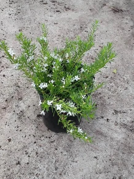 Myoporum ‘Fine Leaf’ 3 Myoporum ‘Fine Leaf’ - Image 2