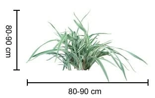 Dianella ‘Wyeena®’ Flax Lily 4 Dianella ‘Wyeena®’ Flax Lily - Image 2