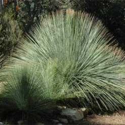 Xanthorrhoea ‘Supergrass’ 12″ Pot