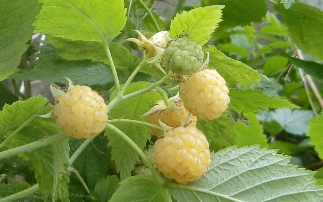 Rubus ‘Yellow’ Raspberry 6″ Pot 4 Rubus ‘Yellow’ Raspberry 6″ Pot - Image 2