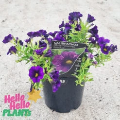 Calibrachoa ‘Purple’ 6″ Pot 10 Calibrachoa ‘Purple’ 6″ Pot -Planters Shop © Hello Hello Plants Calibrachoa Cruze Control Dark Blue