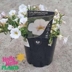 Calibrachoa ‘White’ 6″ Pot -Planters Shop © Hello Hello Plants Calibrachoa Cruze Control White