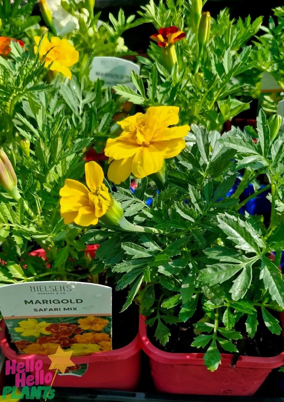Tagetes ‘Safari Mix’ Marigold 4″ Pot 4 Tagetes ‘Safari Mix’ Marigold 4″ Pot - Image 2
