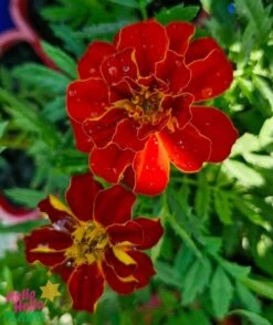 Tagetes ‘Safari Mix’ Marigold 4″ Pot 9 Tagetes ‘Safari Mix’ Marigold 4″ Pot -Planters Shop ‘Safari Mix Marigold 4″ Pot 2