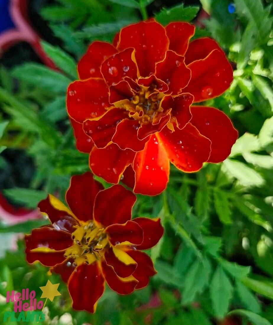 Tagetes ‘Safari Mix’ Marigold 4″ Pot 5 Tagetes ‘Safari Mix’ Marigold 4″ Pot - Image 3