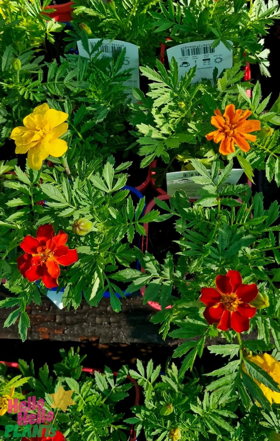 Tagetes ‘Safari Mix’ Marigold 4″ Pot 6 Tagetes ‘Safari Mix’ Marigold 4″ Pot - Image 4
