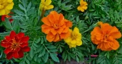 Tagetes ‘Safari Mix’ Marigold 4″ Pot 11 Tagetes ‘Safari Mix’ Marigold 4″ Pot -Planters Shop ‘Safari Mix Marigold 4″ Pot Main Photo